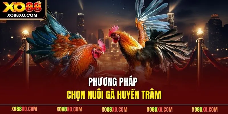 Phương pháp chọn nuôi gà huyền trâm