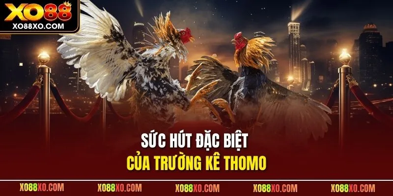 Sức hút đặc biệt của trường kê Thomo